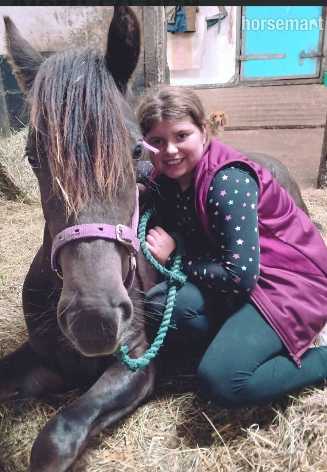 "Bruce "  Gelding All Rounder - 