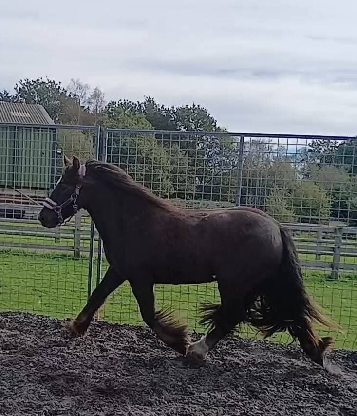 "Bruce "  Gelding All Rounder - All Rounders