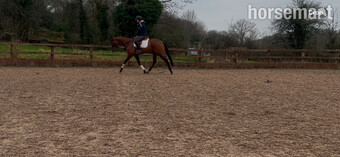 "" Bay Gelding Ex Racehorse