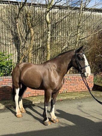 "Dollar" Black Gelding Cob/Heavy Horse