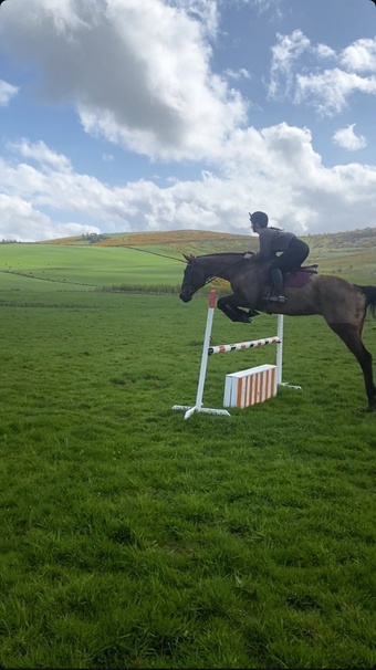 "Buddy" Bay Gelding All Rounder