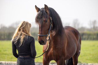 "Orquideo Ancla II" Bay Gelding Dressage Horse