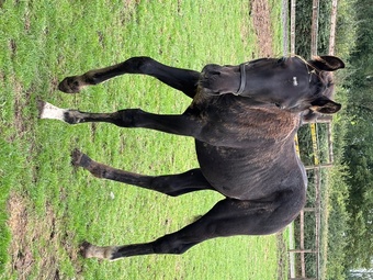 "Vinnie" Black Colt Youngstock / Foal