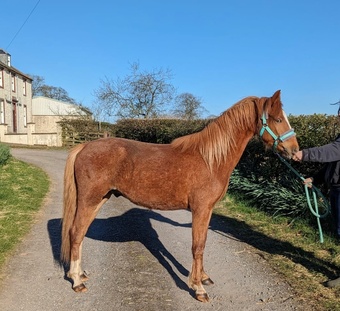 "" Chestnut Gelding Family Horse