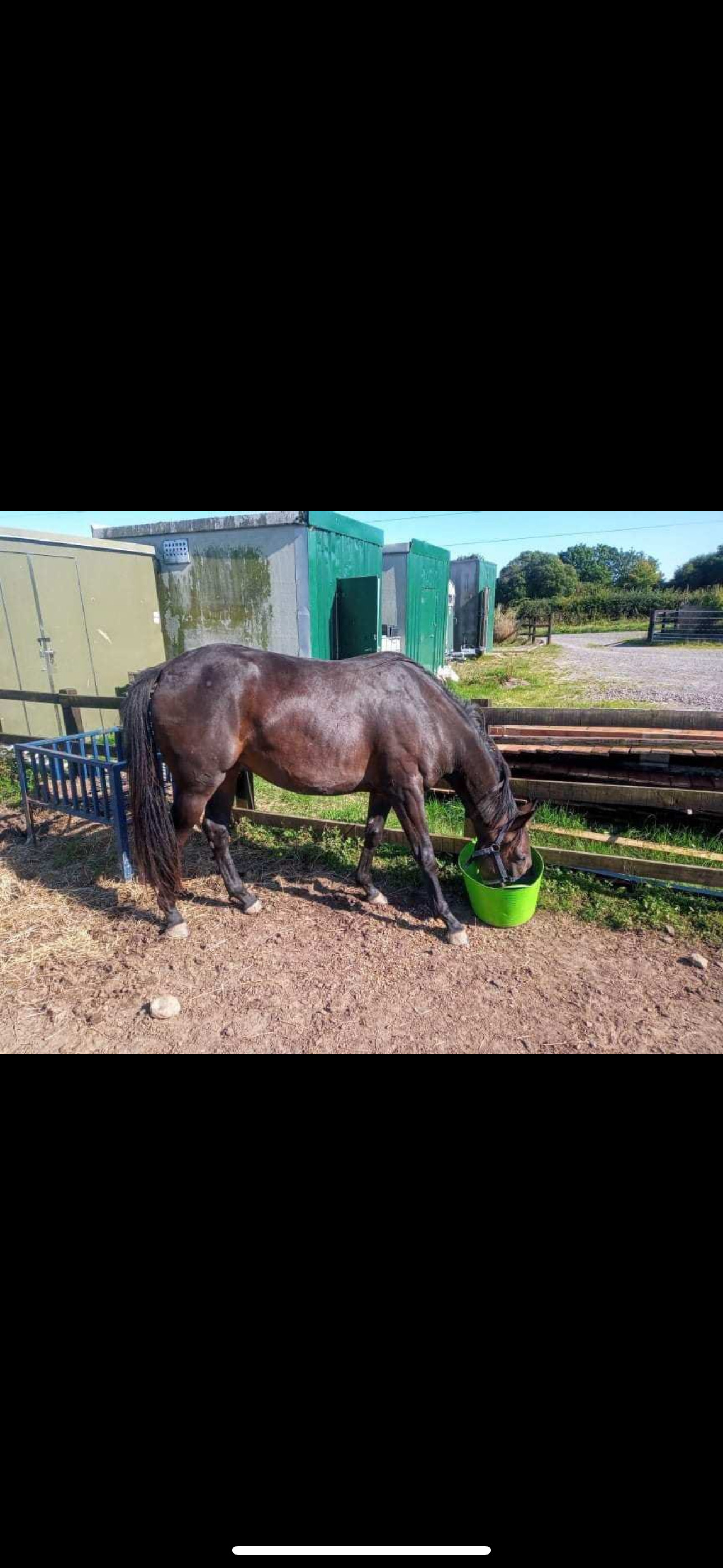 All Rounders  - "Chloe" Dark Brown Filly All Rounder