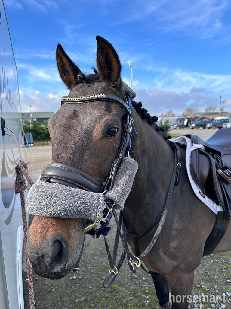  "Hebe Gebe " Bay Mare Schoolmaster