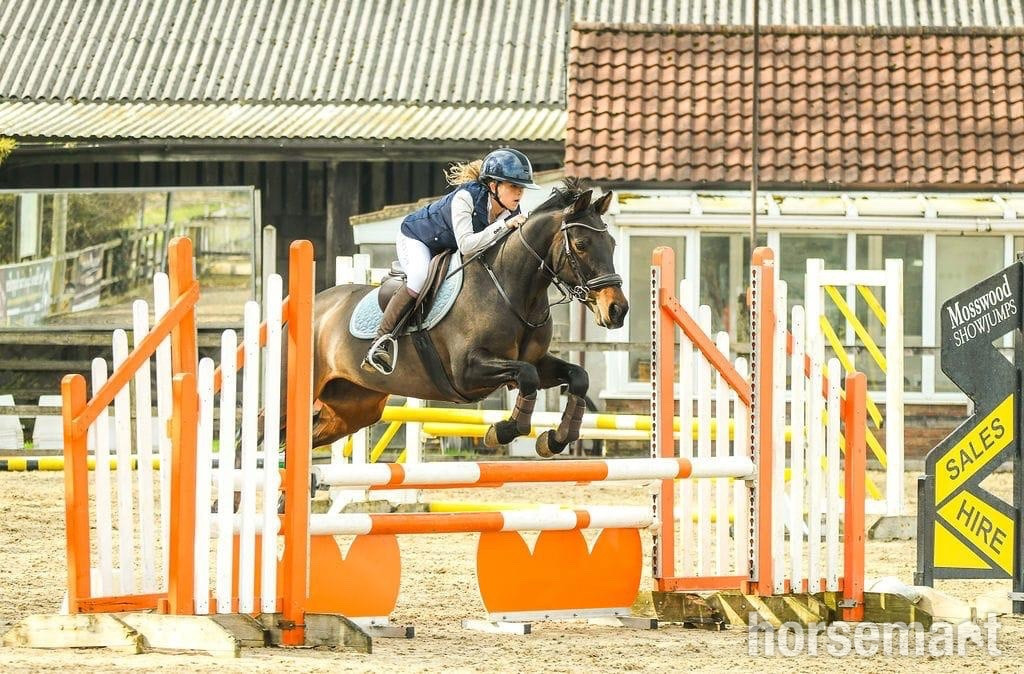 "Hebe Gebe " Bay Mare Schoolmaster - 