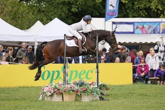 "Hebe Gebe " Bay Mare Schoolmaster