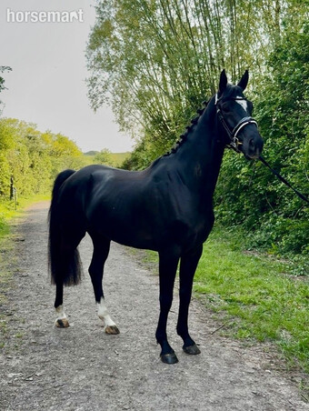 "S" Black Gelding Dressage Horse