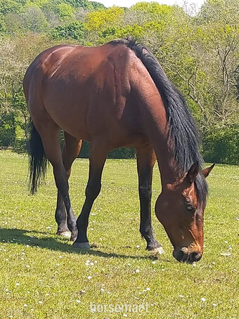 "Barry" Bay Gelding Light Hack