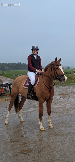 "Annie" Chestnut Mare All Rounder