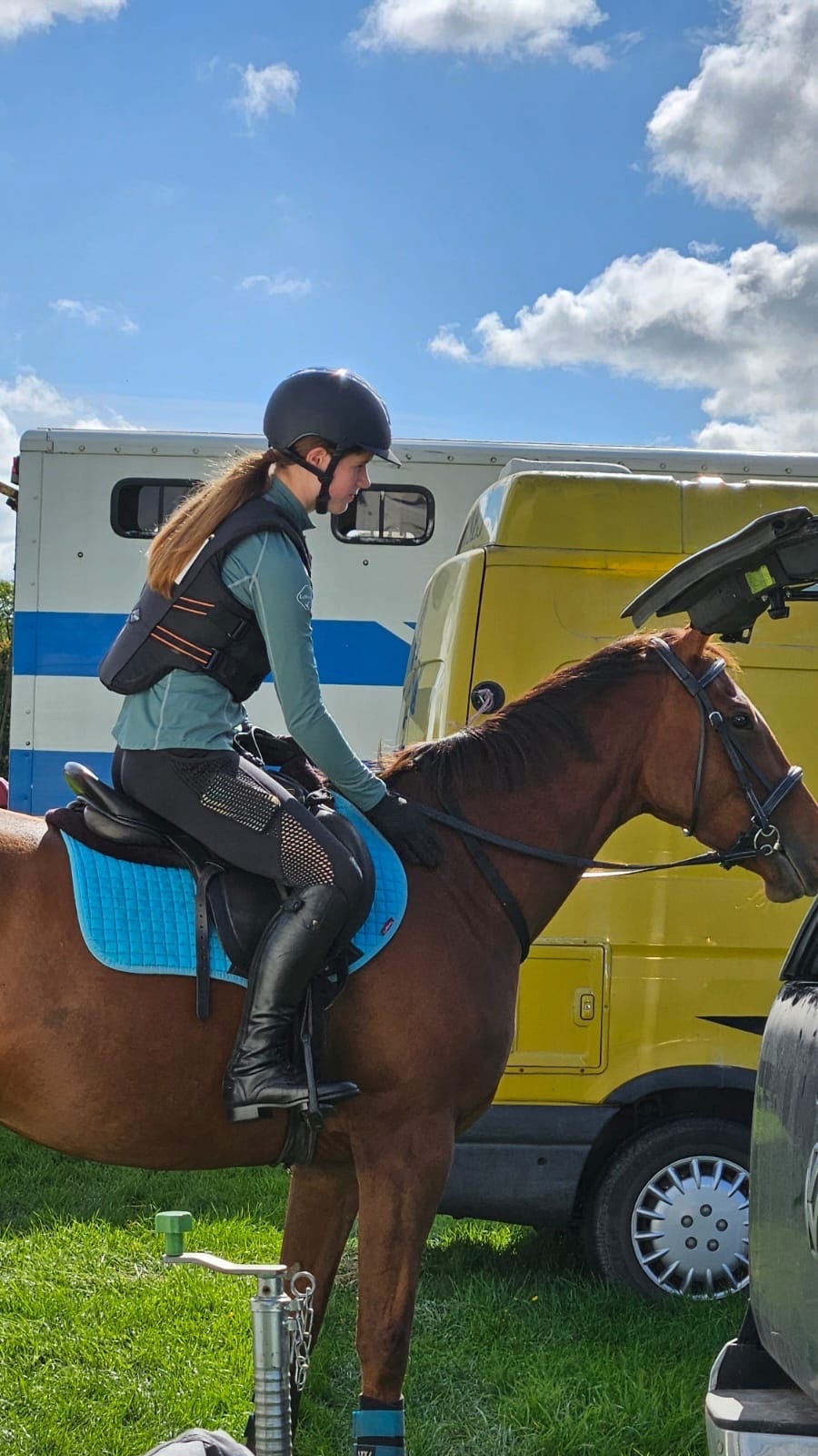 "Olive "  Mare All Rounder - All Rounders