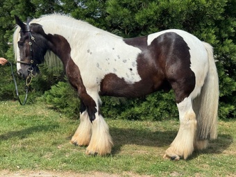 "Billy " Piebald Gelding Cob/Heavy Horse