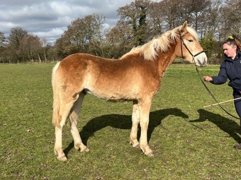 "Hobart Athos " Chestnut Gelding All Rounder