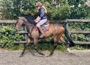 "Alfie" Bay Gelding Ex Racehorse