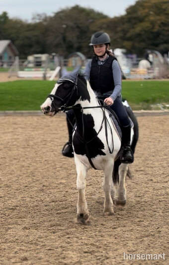 "Tiktok" Piebald Mare Riding Club Horse