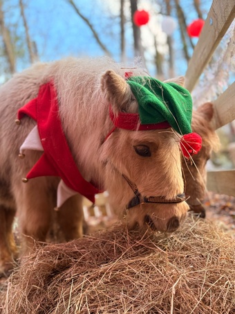 "Kassalic Barney Blue & Kassalic Magic Marmaduke" Palomino Colt Miniature Horse