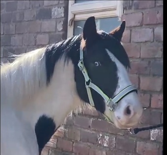 "3 Year old Irish Draught Superb Jumping Potential " Skewbald Gelding Cob/Heavy Horse