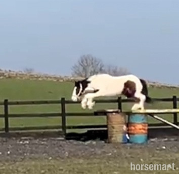 "3 Year old Irish Draught Superb Jumping Potential " Skewbald Gelding Cob/Heavy Horse - Cobs & Heavy Horses 
