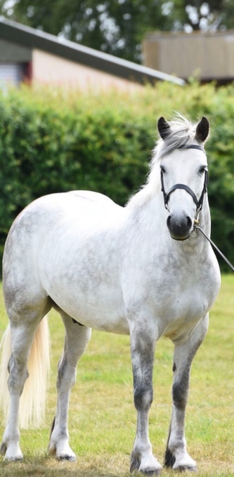 "Monkey " Grey Gelding All Rounder