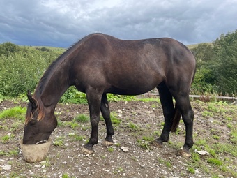 "BMJ Celtic Breeze" Black Gelding Young Sport Horse