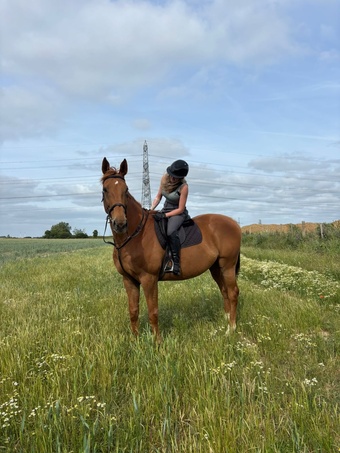 "Jack" Chestnut Gelding All Rounder