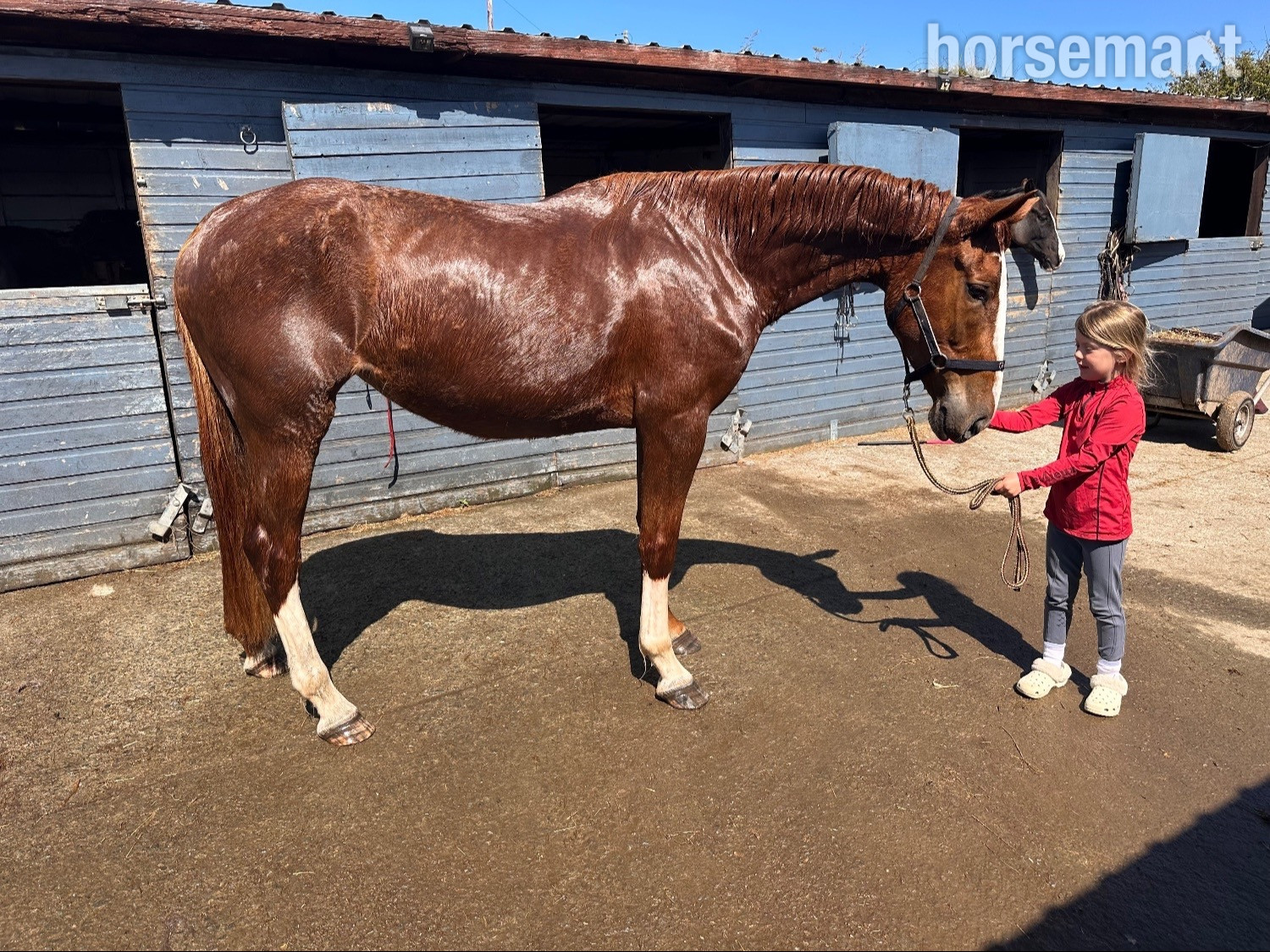 "Allegra" Chestnut Mare All Rounder in 