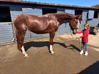 "Allegra" Chestnut Mare All Rounder