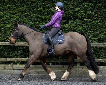 "Rhia" Bay Mare Family Horse
