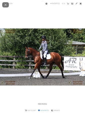 "Kira" Bay Mare All Rounder