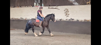 "Millie" Black Mare All Rounder