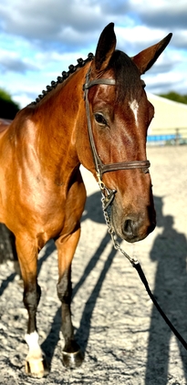 "Murphy" Bay Gelding Show Jumper