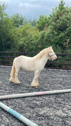 "" Cremello Gelding Polo Pony