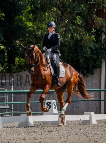 "" Chestnut Mare Dressage Horse