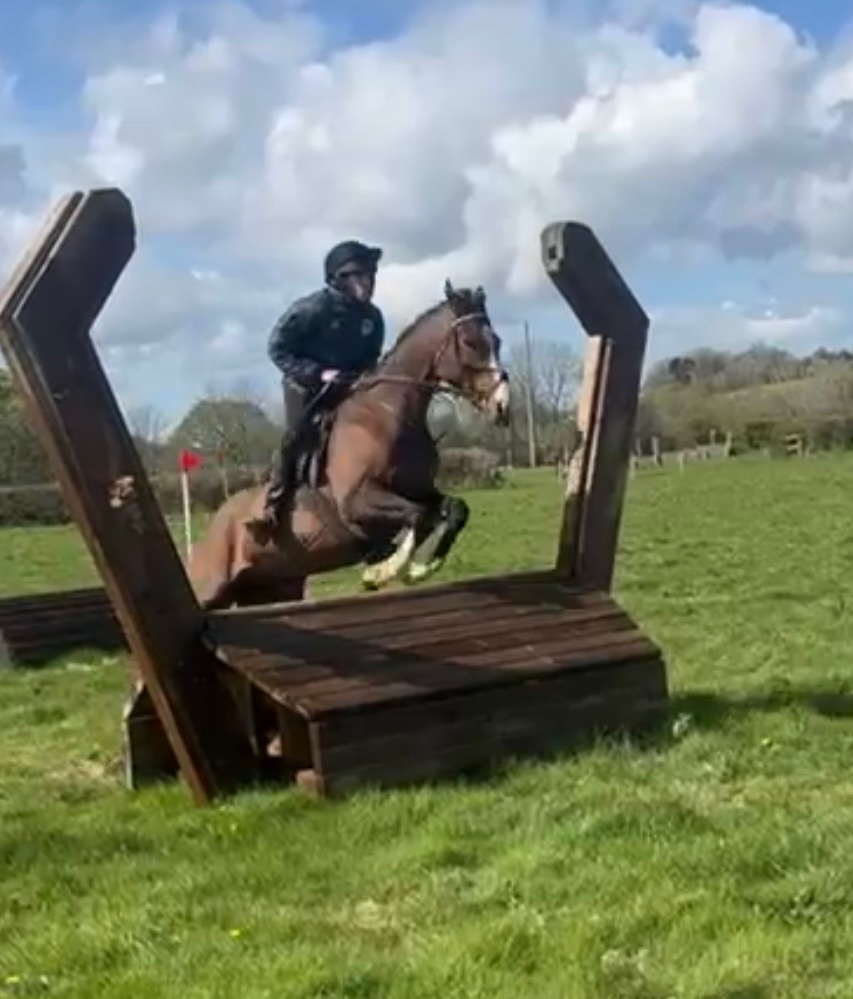 All Rounders  - "Mini Monica " Bay Mare All Rounder