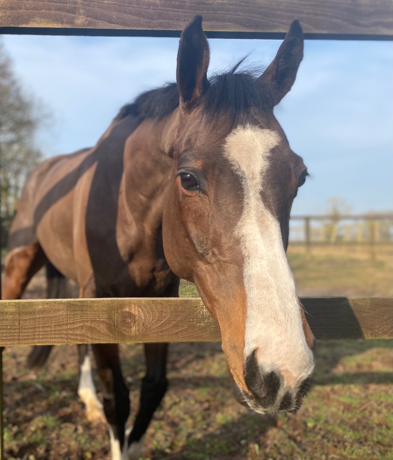 "Mini Monica " Bay Mare All Rounder - All Rounders 