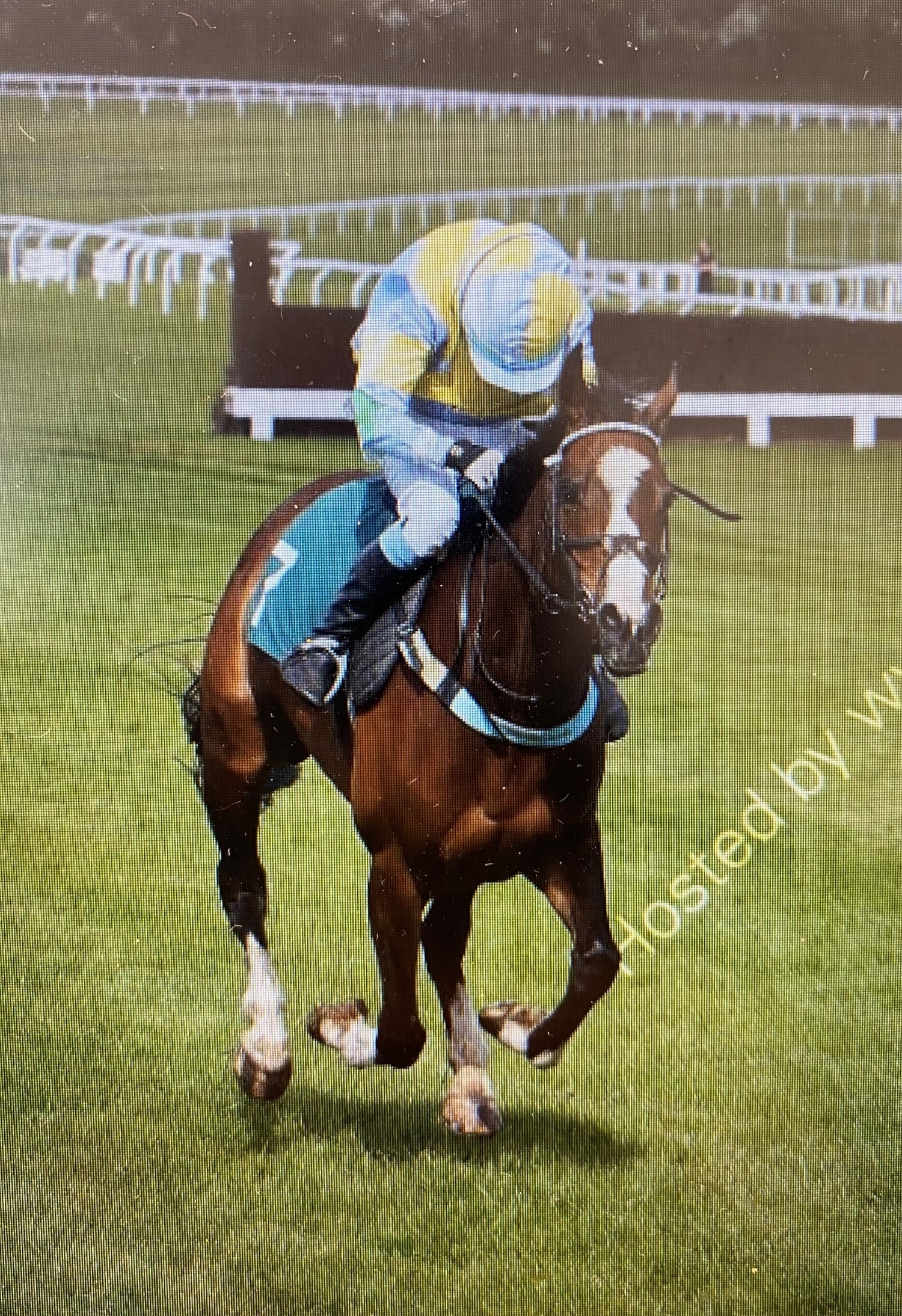  "Mini Monica " Bay Mare All Rounder