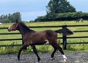 ""Registered Irish Draught Exceptionally Well Bred " Bay Filly Young Sport Horse
