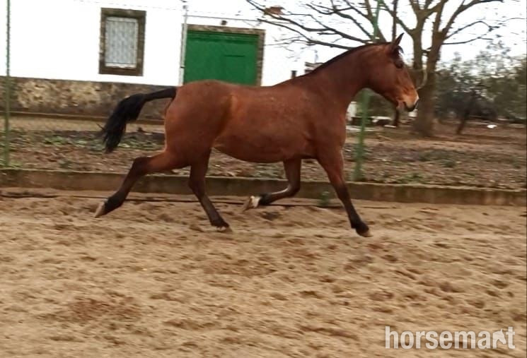 "Inma Sol" Bay Mare All Rounder in 