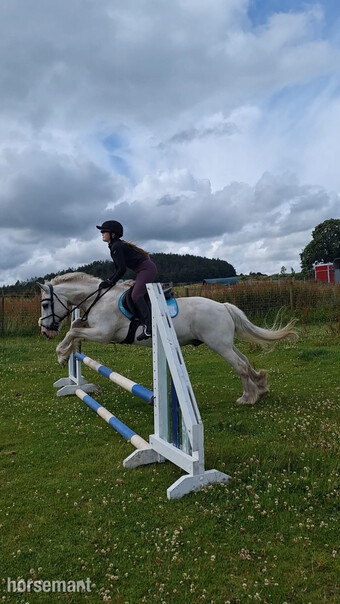 "Dash" Grey Gelding All Rounder