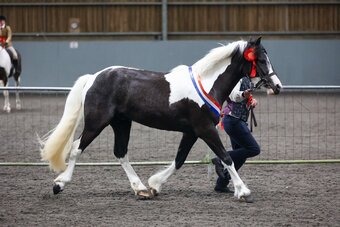 "Campion Rumbaba" Piebald Gelding All Rounder