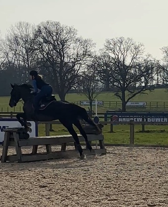 "Darcy" Dark Bay Mare Eventer