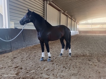 "beautiful" Black Gelding All Rounder