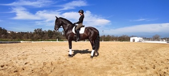 "" Black Stallion All Rounder