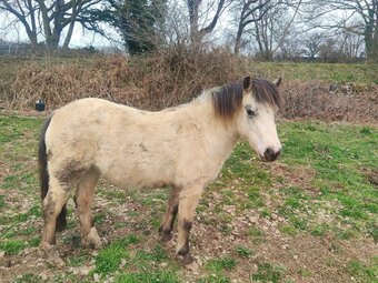 "Olwen" Spotted Filly Youngstock / Foal