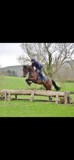 "Duke" Bay Gelding All Rounder