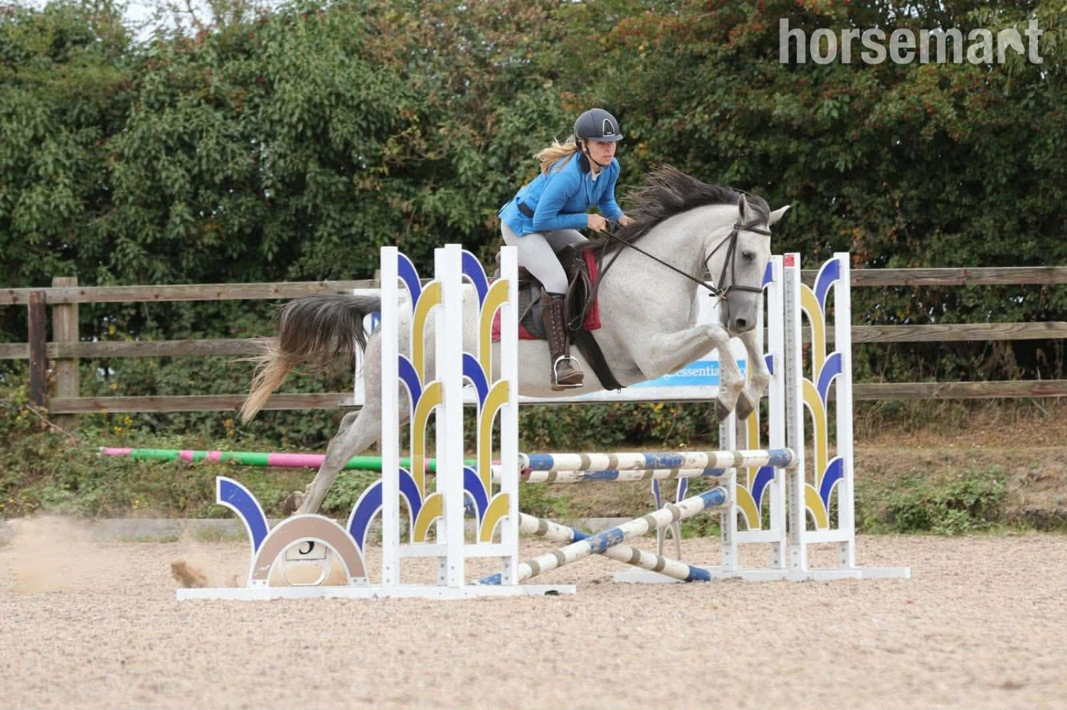 "Dora" Dapple Grey Mare Spanish / Iberian Horse in 