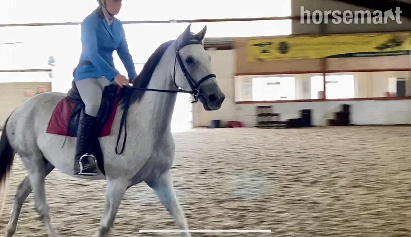 "Dora" Dapple Grey Mare Spanish / Iberian Horse - 