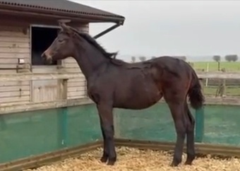 "Florence M" Bay Filly Youngstock / Foal