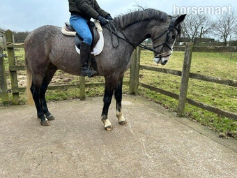 "Jett" Roan Gelding All Rounder